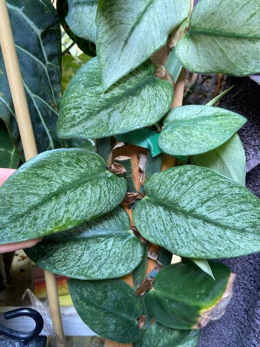 Rhaphidophora Hongkongensis Variegata cutting