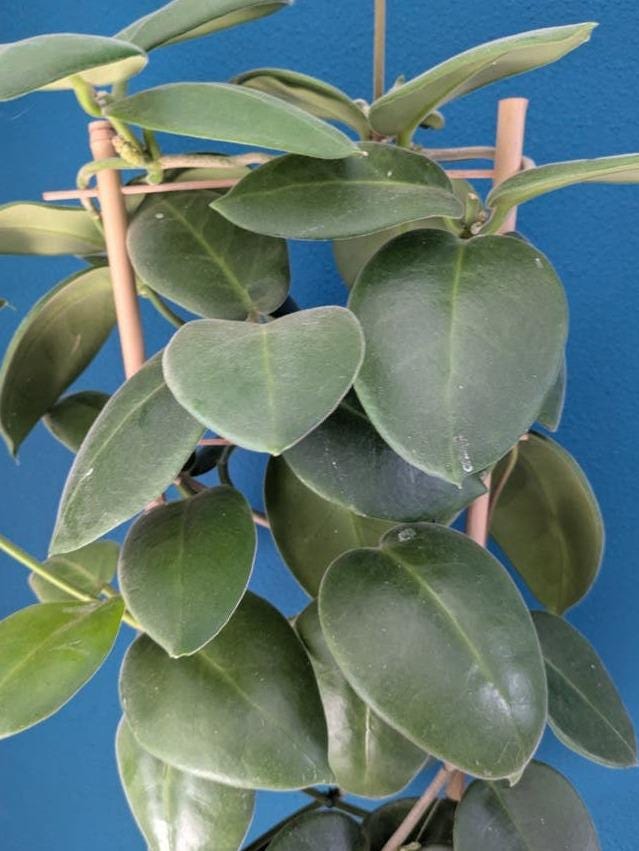 Hoya Calycina cutting with node – Rare Vining Hoya