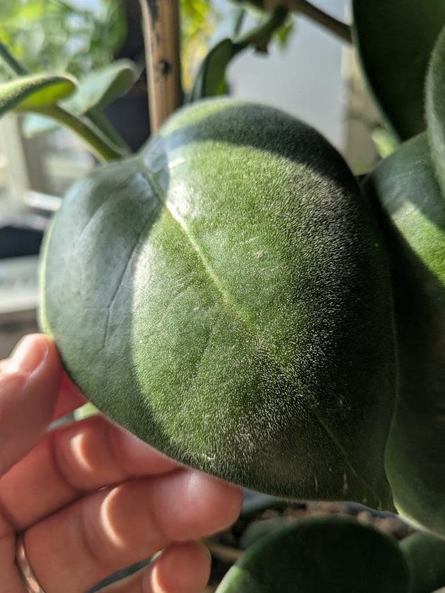 Hoya Calycina cutting with node – Rare Vining Hoya