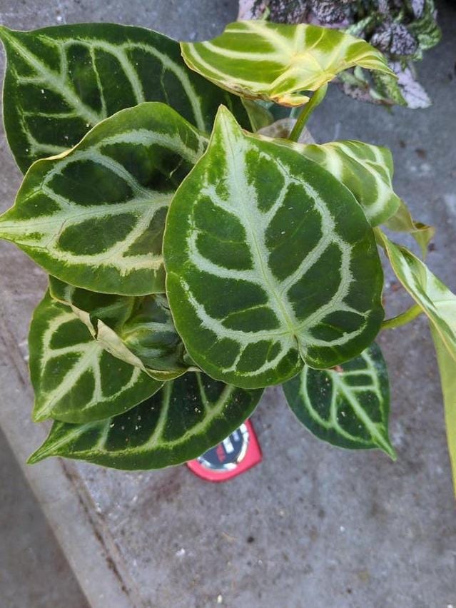 Anthurium Crystallinum cutting with node – Velvet Leaf Anthurium