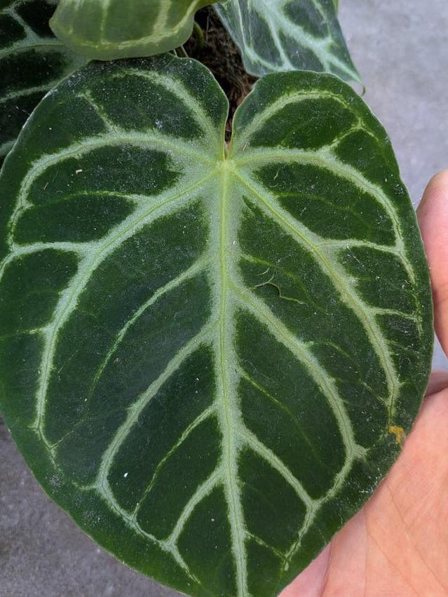 Anthurium Crystallinum cutting with node – Velvet Leaf Anthurium