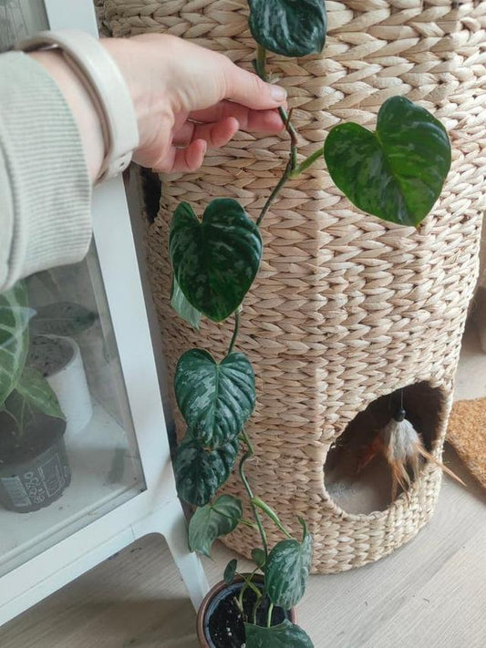 Philodendron Brandtianum cutting