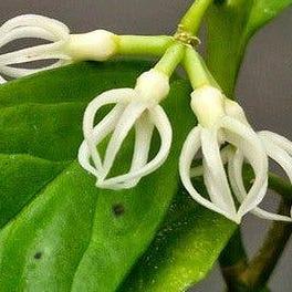 Hoya Decipulae cutting with node – Rare Vining Hoya