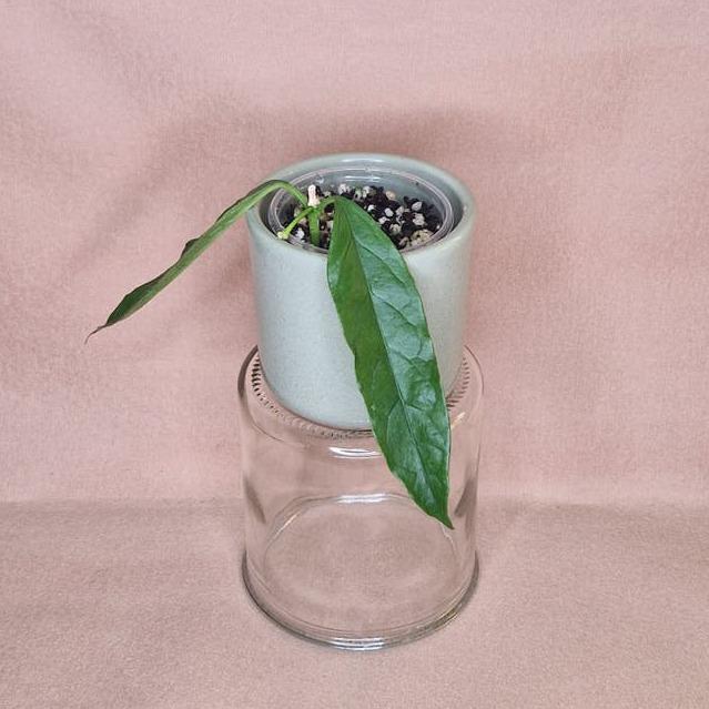 Hoya Decipulae cutting with node – Rare Vining Hoya