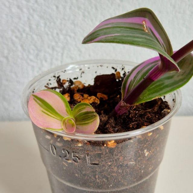 Tradescantia Nanouk cutting with node – Pink Striped Tradescantia
