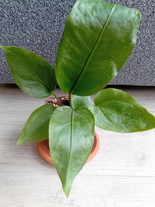 Anthurium Plowmanii cutting