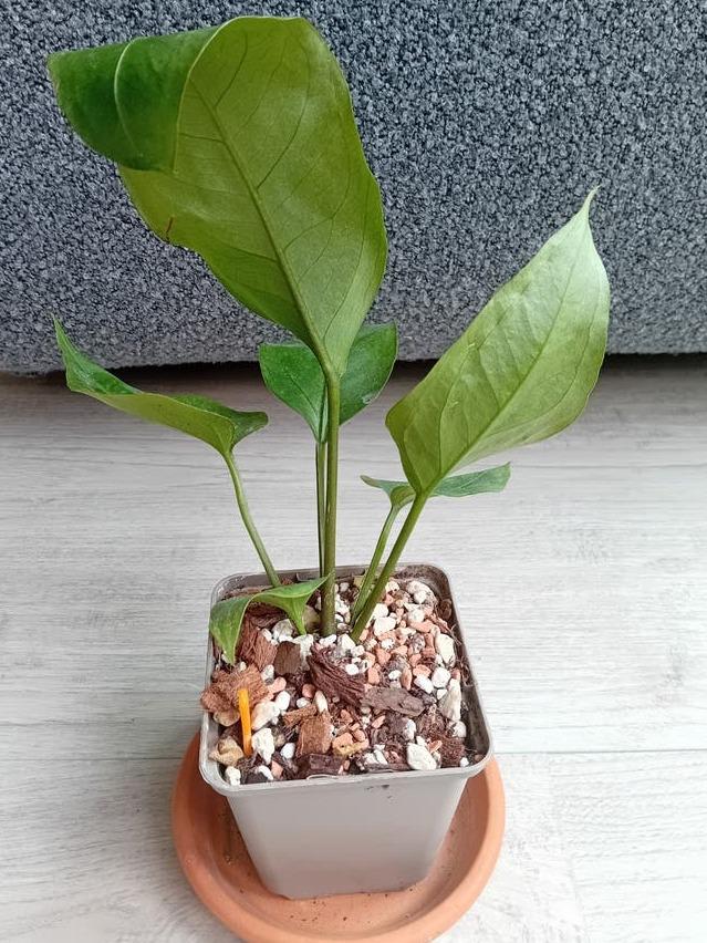 Anthurium Plowmanii cutting with node – Wavy Leaf Anthurium