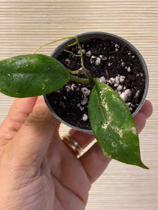 Hoya Obscura cutting