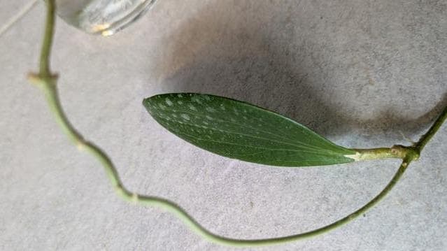 Hoya Aldrichii cutting with node – Rare Vining Hoya