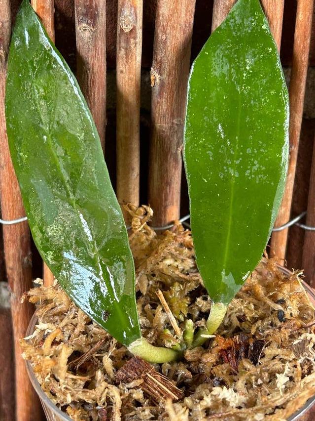 Hoya Ruthiae cutting with node – Rare Vining Hoya
