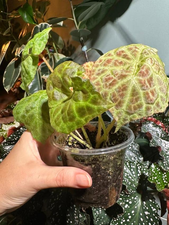 Begonia Goegoensis cutting with node – Rare Species Begonia