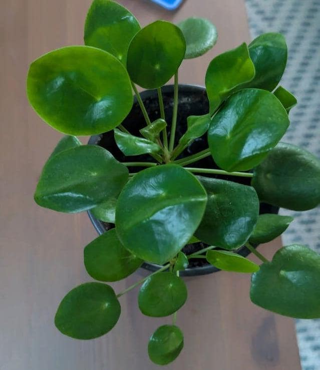 Pilea Peperomioides cutting with node – Chinese Money Plant