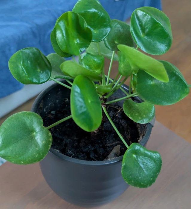 Pilea Peperomioides cutting with node – Chinese Money Plant