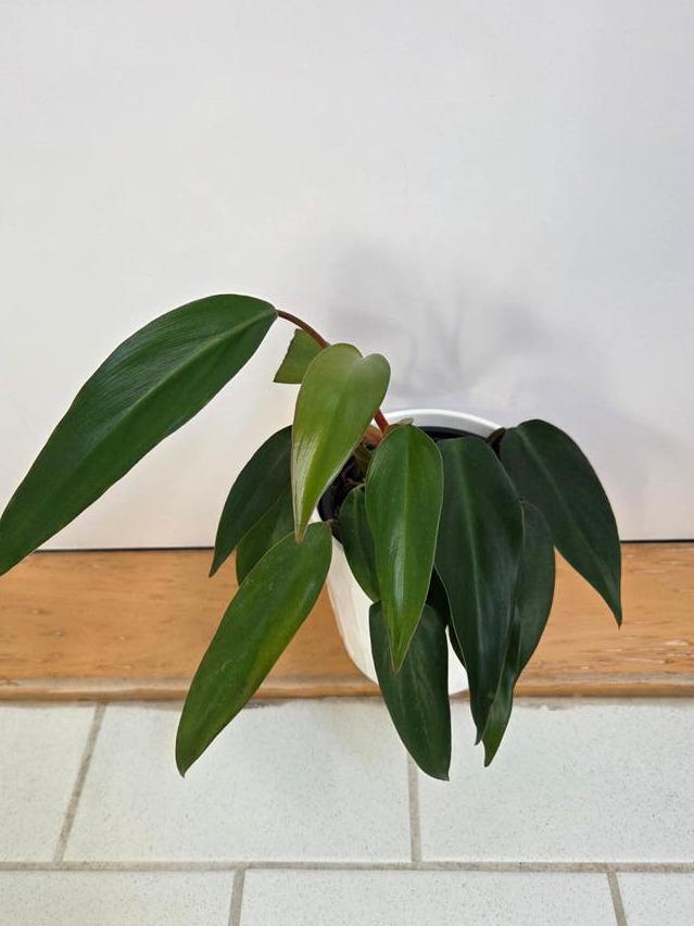Philodendron Erubescens cutting with node – Red Leaf Philodendron