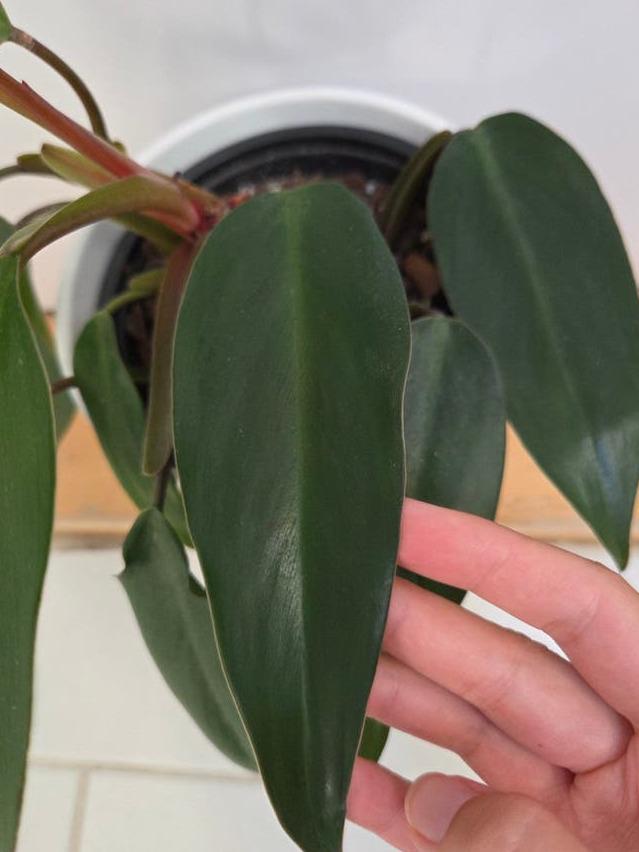 Philodendron Erubescens cutting with node – Red Leaf Philodendron