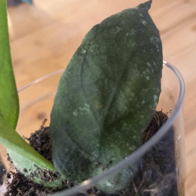 Hoya Undulata cutting with node – Rare Vining Hoya