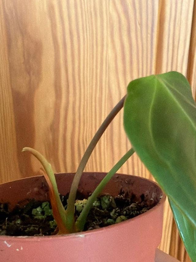 Anthurium Veitchii cutting with node – King Anthurium