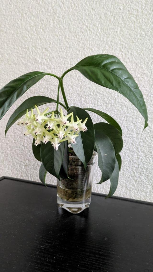 Hoya Multiflora cutting with node – Shooting Star Hoya