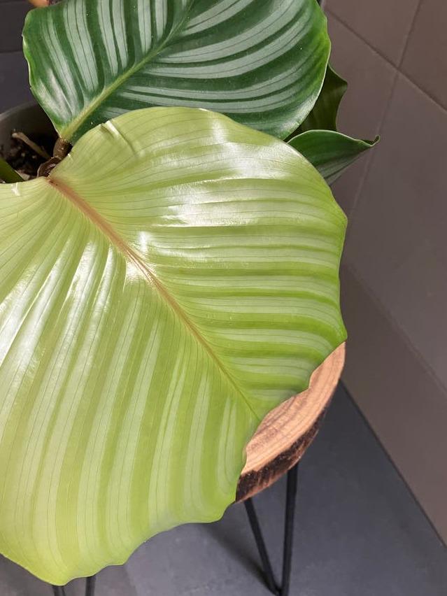 Calathea Orbifolia cutting with node – Large Round Leaf Calathea