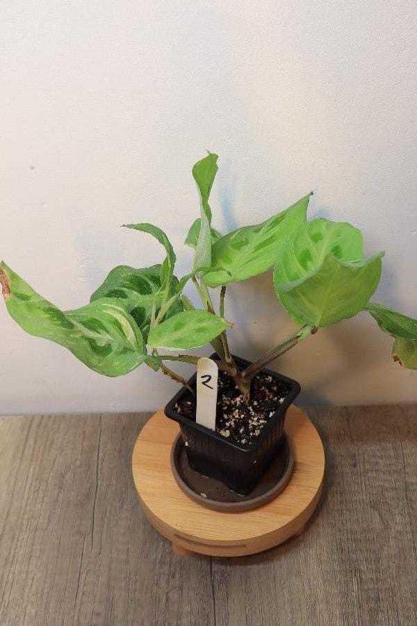 Maranta Kerchoveana cutting with node – Rabbit Tracks Prayer Plant