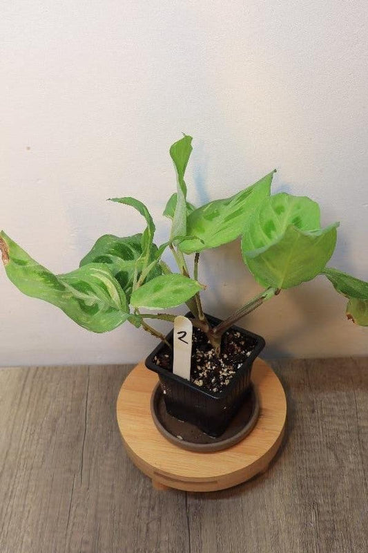 Maranta Kerchoveana cutting
