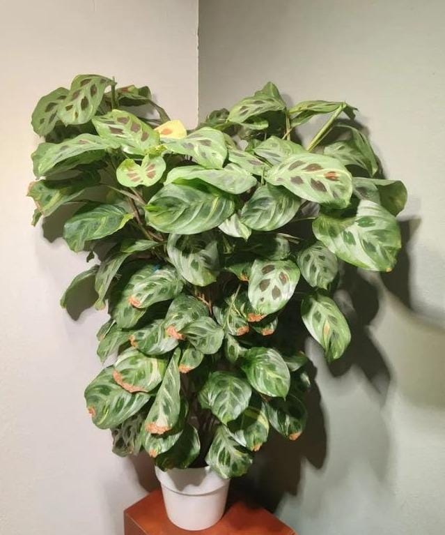 Maranta Kerchoveana cutting with node – Rabbit Tracks Prayer Plant