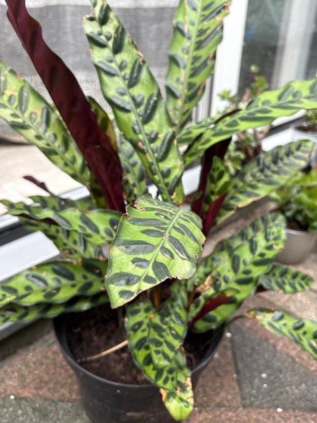 Calathea Rattlesnake cutting with node – Patterned Leaf Calathea