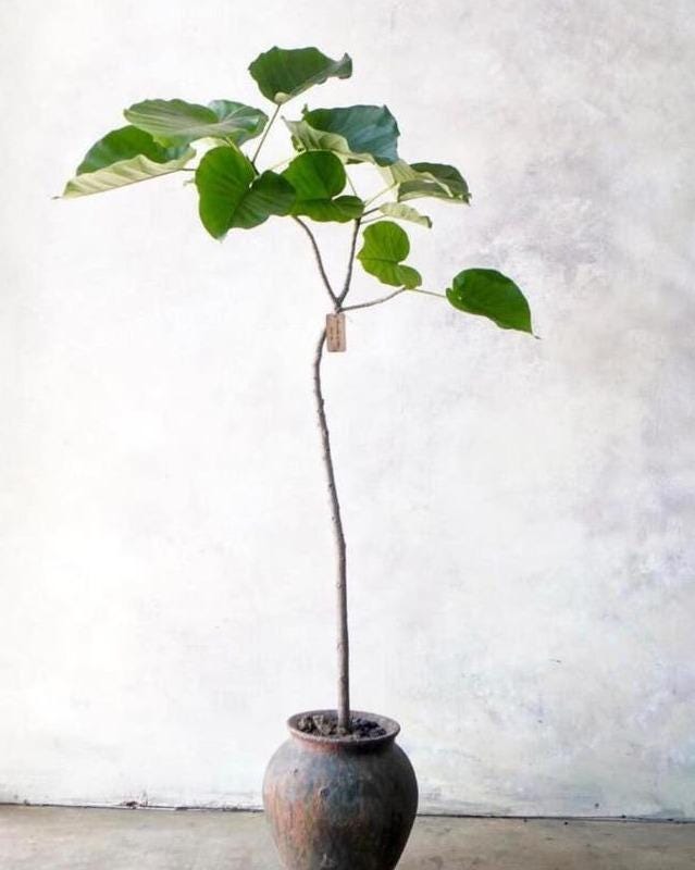 Ficus Umbellata cutting with node – Large Heart Leaf Ficus