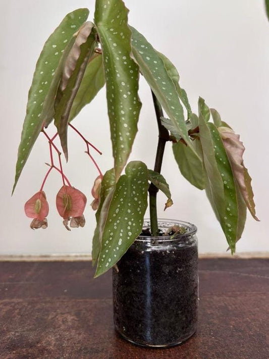 Begonia Tamaya cutting