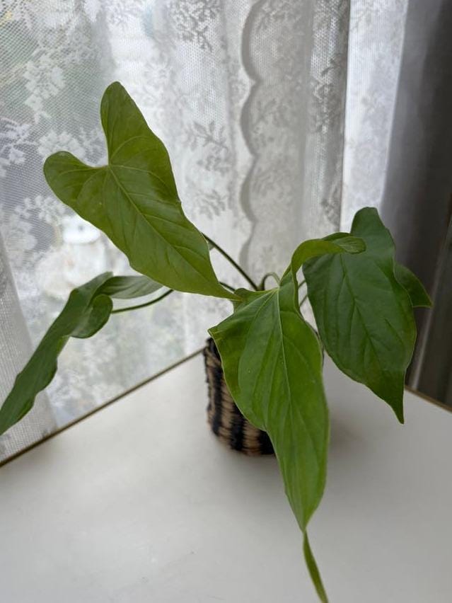 Anthurium Balaoanum cutting with node – Velvet Leaf Anthurium