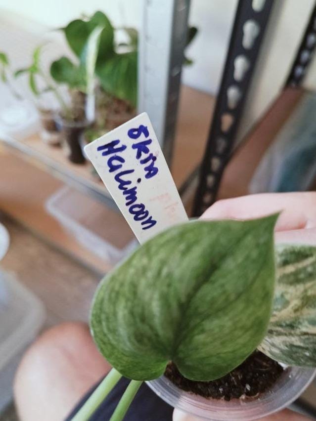 Scindapsus Halimoon cutting with node – Silver Leaf Scindapsus