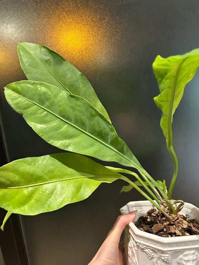 Anthurium Hookeri cutting with node – Bird's Nest Anthurium