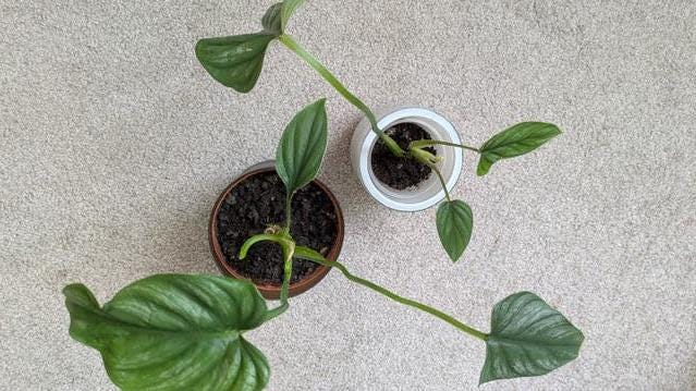 Philodendron Mamei cutting with node – Silver Marked Philodendron