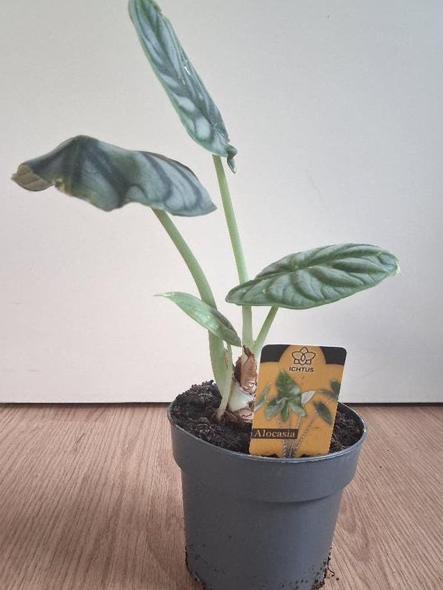 Alocasia Baginda corm – Dragon Scale Alocasia