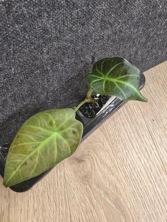 Alocasia Regal Shields corm – Rare Collector Alocasia