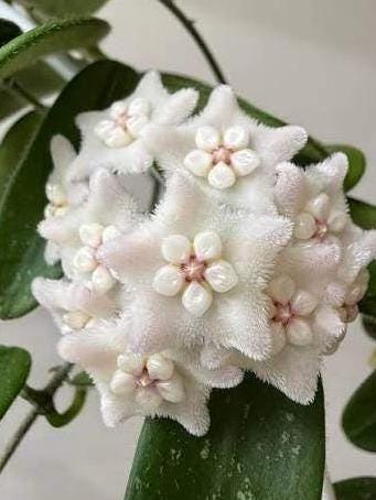 Hoya Spectatissima cutting with node – Rare Vining Hoya