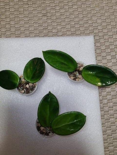 Hoya Vangviengiensis cutting