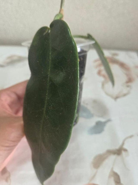 Hoya Stenaokei cutting