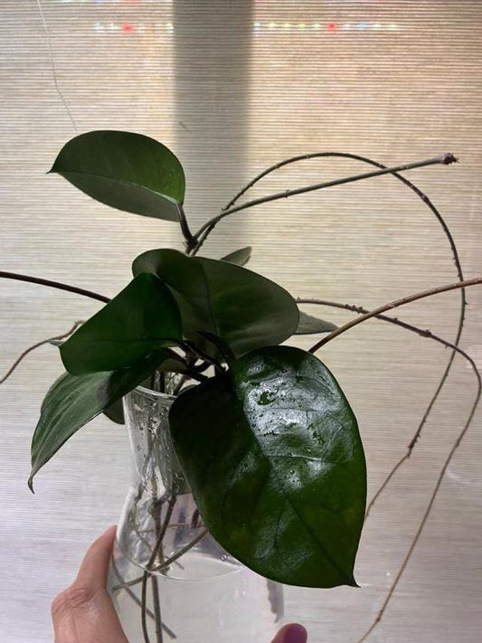 Hoya Fungii cutting