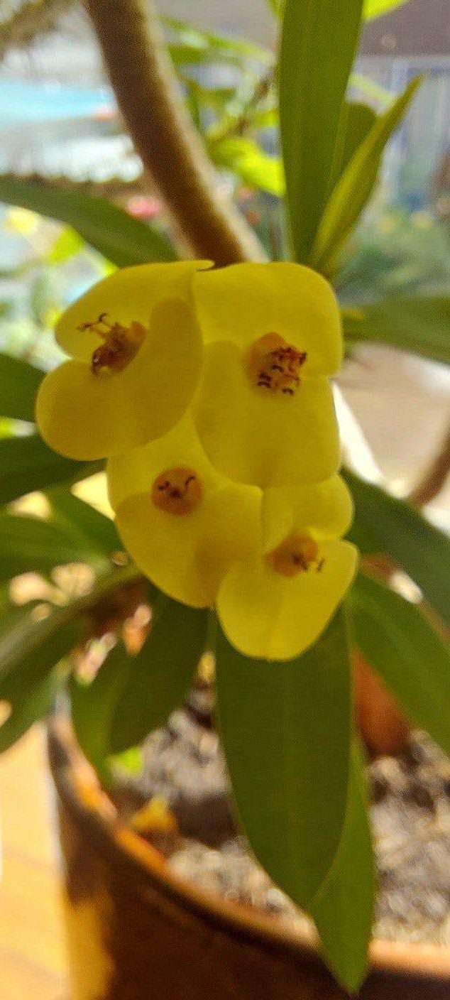 Euphorbia Milii cutting – Crown of Thorns