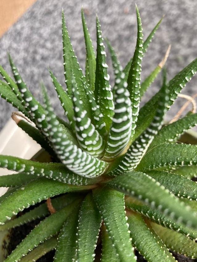 Haworthia Fasciata cutting – Zebra Plant