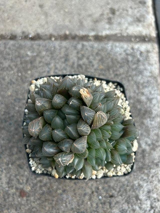 Haworthia Cooperi cutting – Translucent Leaf Haworthia