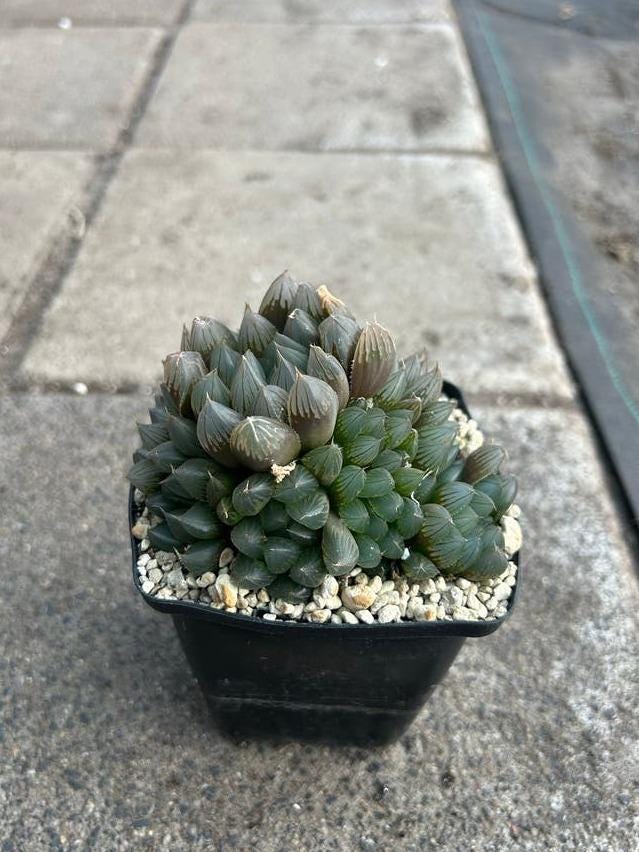 Haworthia Cooperi cutting – Translucent Leaf Haworthia