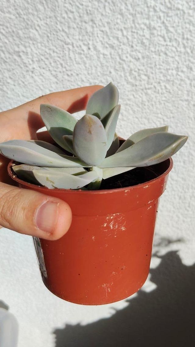 Graptopetalum Paraguayense cutting – Ghost Plant