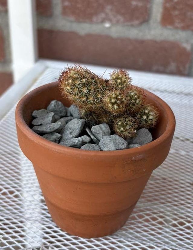 Mammillaria Elongata cutting – Gold Lace Cactus