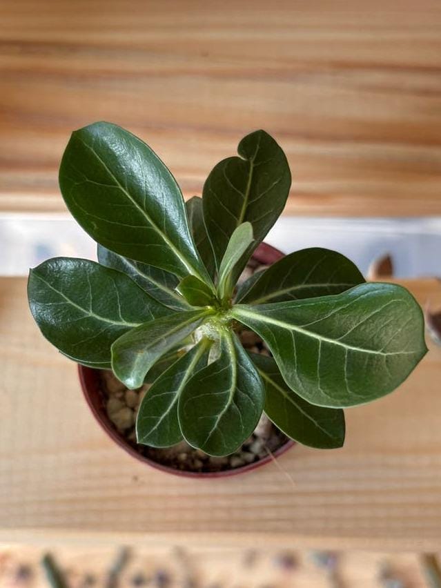 Adenium Obesum cutting – Desert Rose