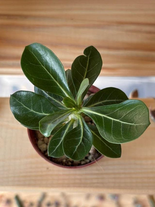 Adenium Obesum cutting