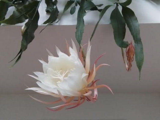 Epiphyllum Oxypetalum cutting
