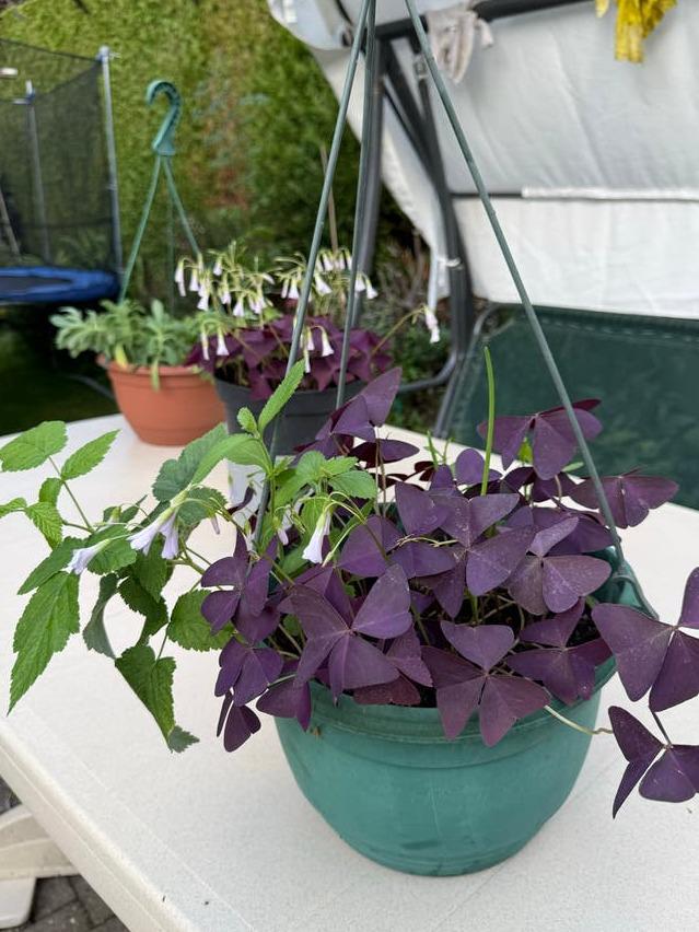 Oxalis Triangularis corm – Purple Shamrock Plant