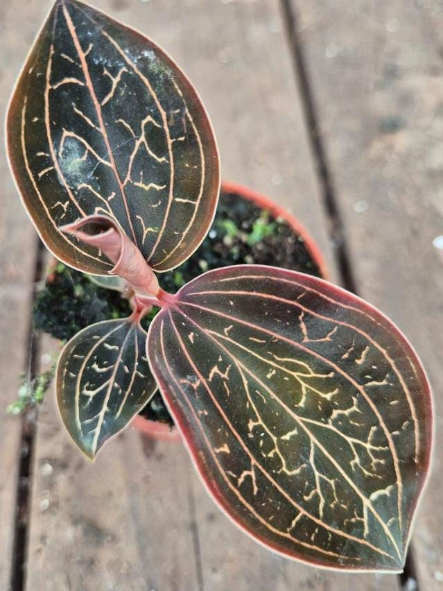 Anoectochilus Chapaensis cutting with node – Jewel Orchid